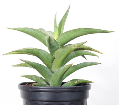 Blue Kew Sansevieria